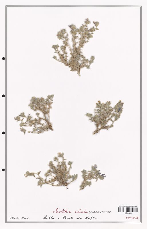 Moltkia ciliata  (Boraginaceae)