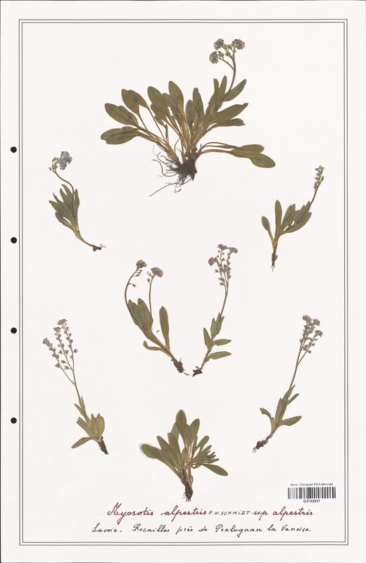 Myosotis alpestris  (Boraginaceae)