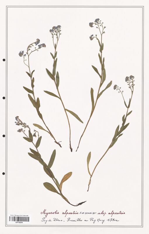 Myosotis alpestris  (Boraginaceae)