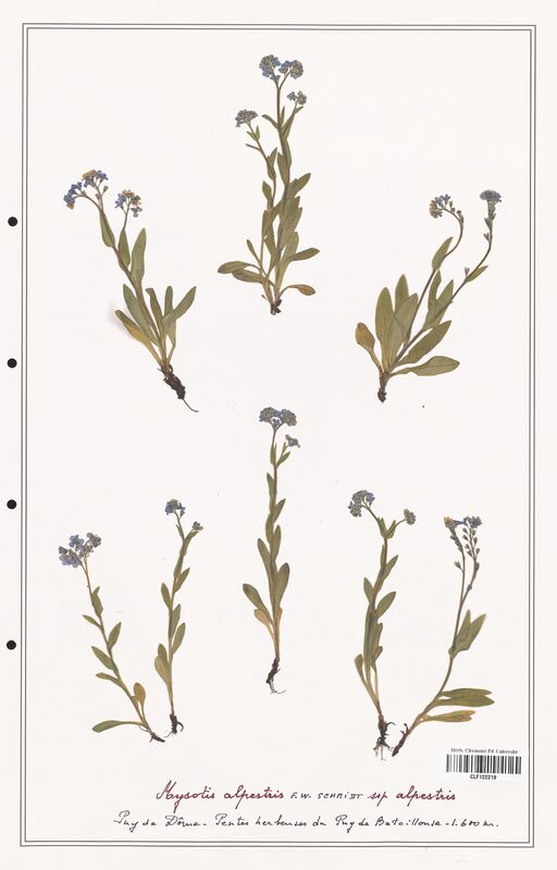 Myosotis alpestris  (Boraginaceae)