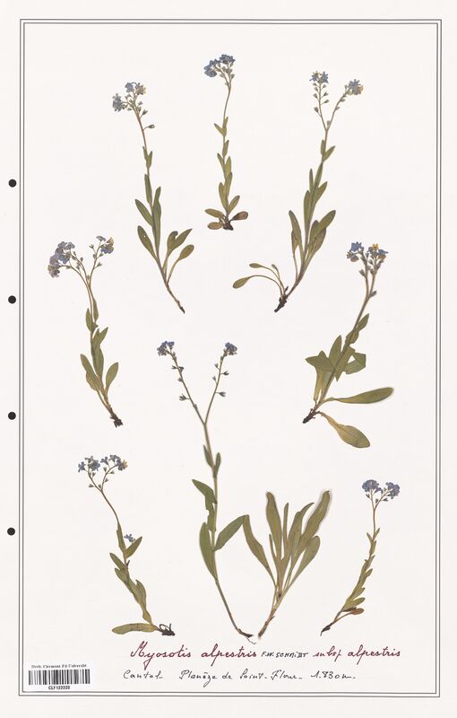 Myosotis alpestris  (Boraginaceae)