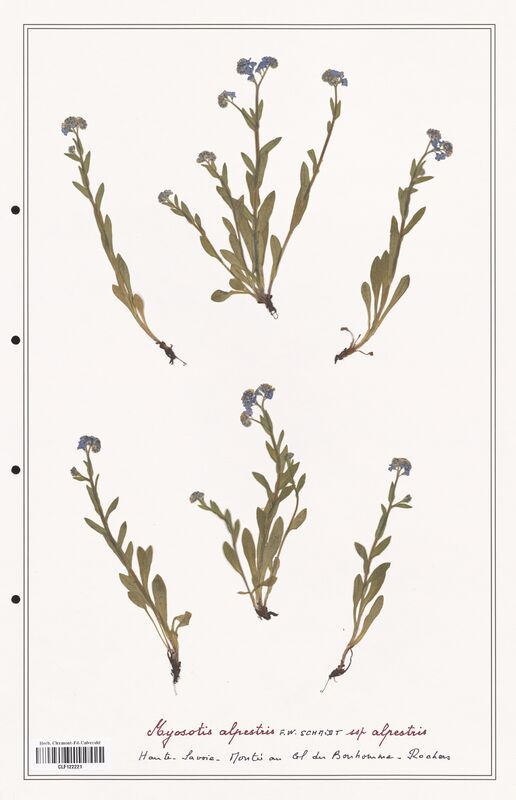 Myosotis alpestris  (Boraginaceae)