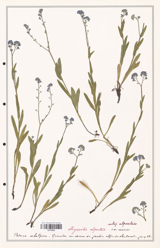 Myosotis alpestris  (Boraginaceae)