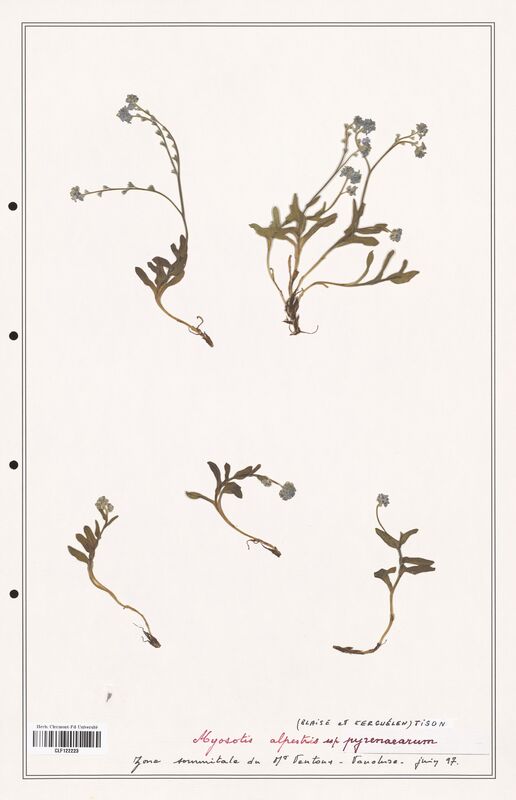 Myosotis alpestris  (Boraginaceae)