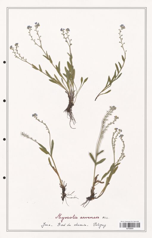 Myosotis arvensis  (Boraginaceae)