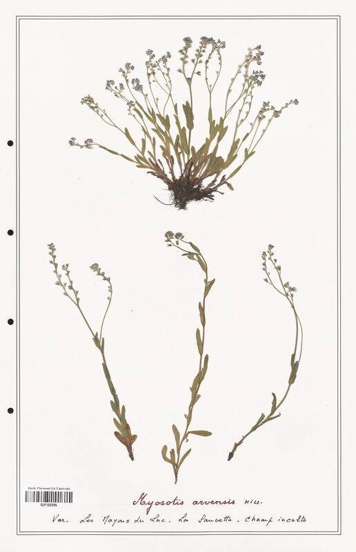 Myosotis arvensis  (Boraginaceae)