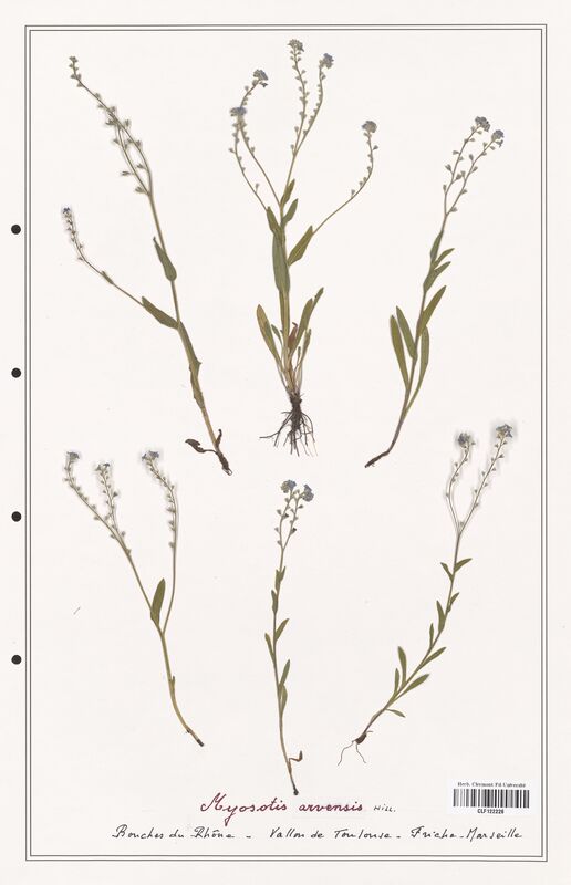 Myosotis arvensis  (Boraginaceae)