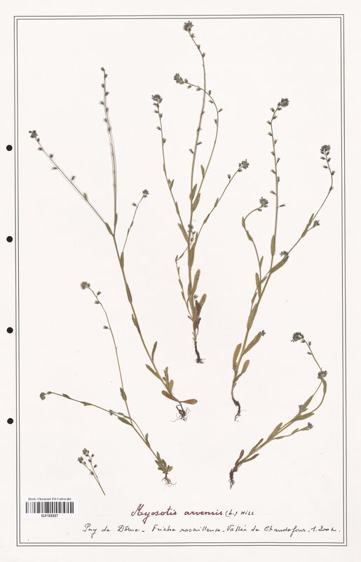 Myosotis arvensis  (Boraginaceae)