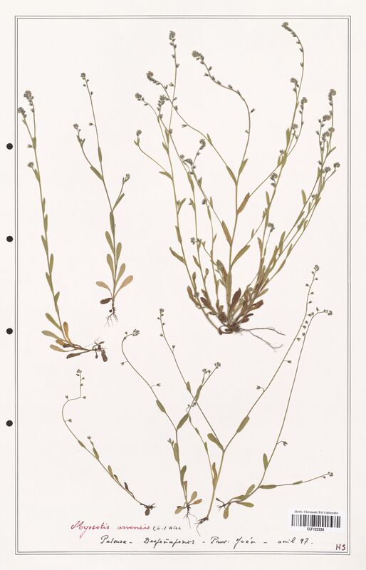 Myosotis arvensis  (Boraginaceae)