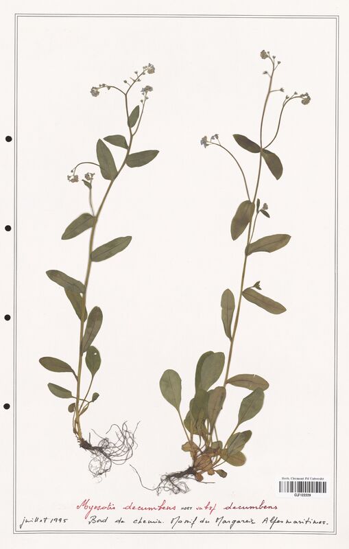 Myosotis decumbens  (Boraginaceae)