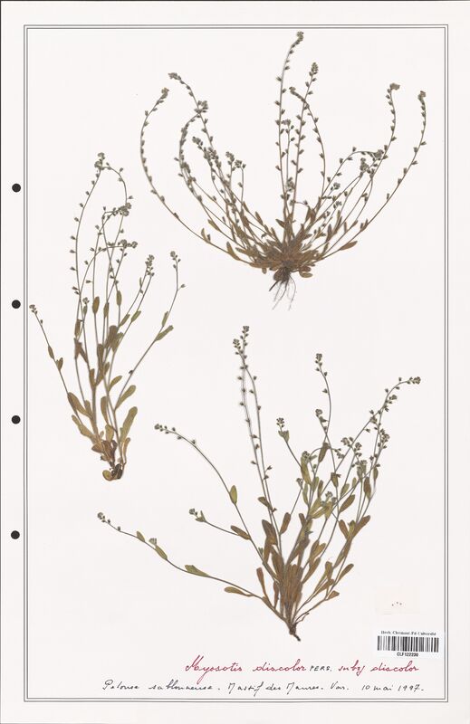 Myosotis discolor  (Boraginaceae)