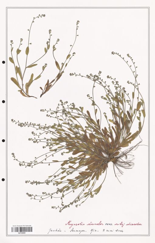 Myosotis discolor  (Boraginaceae)