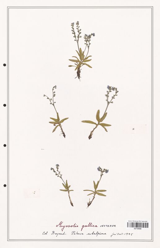 Myosotis gallica  (Boraginaceae)
