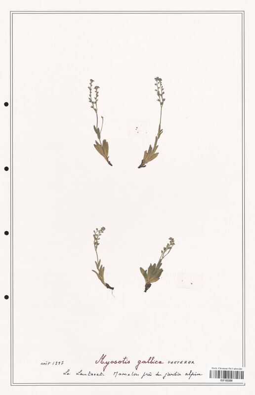 Myosotis gallica  (Boraginaceae)