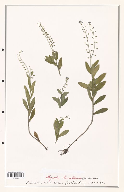 Myosotis lamottiana  (Boraginaceae)