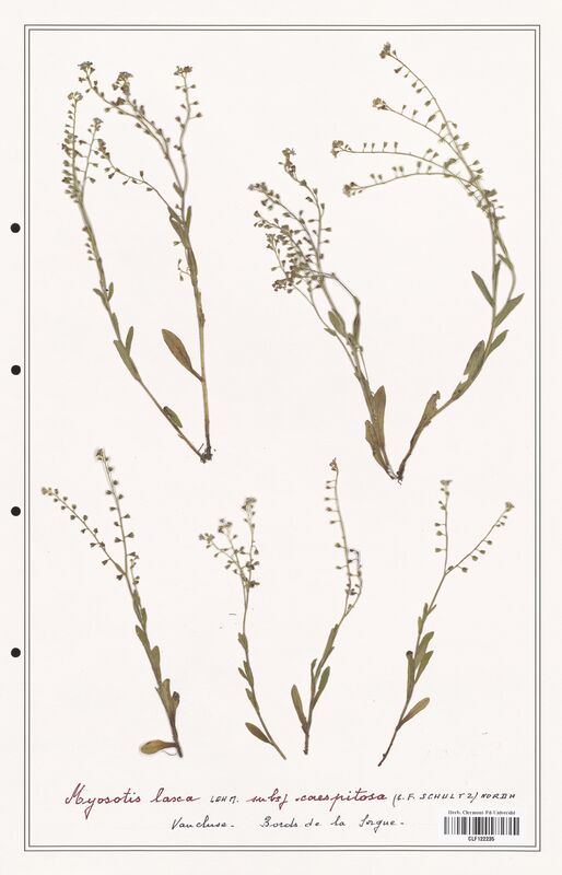 Myosotis laxa  (Boraginaceae)