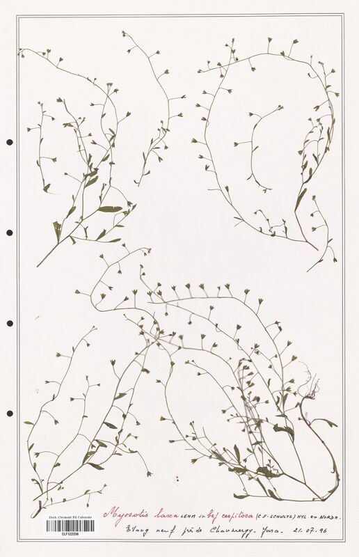 Myosotis laxa  (Boraginaceae)