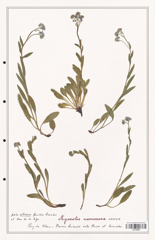 Myosotis nemorosa  (Boraginaceae)