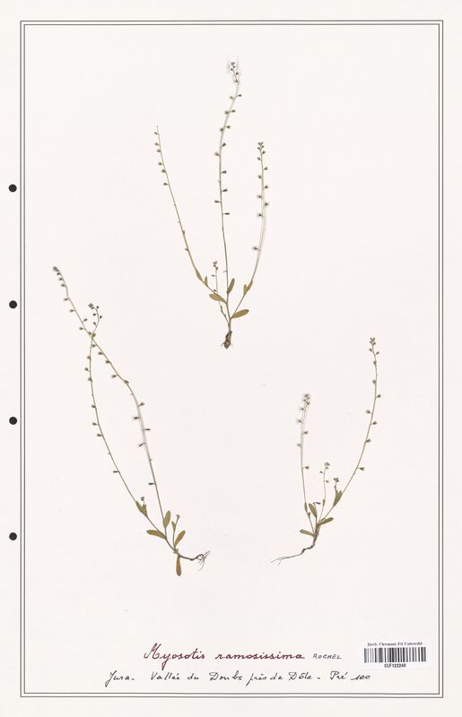 Myosotis ramosissima  (Boraginaceae)