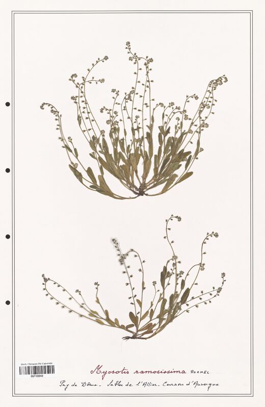 Myosotis ramosissima  (Boraginaceae)