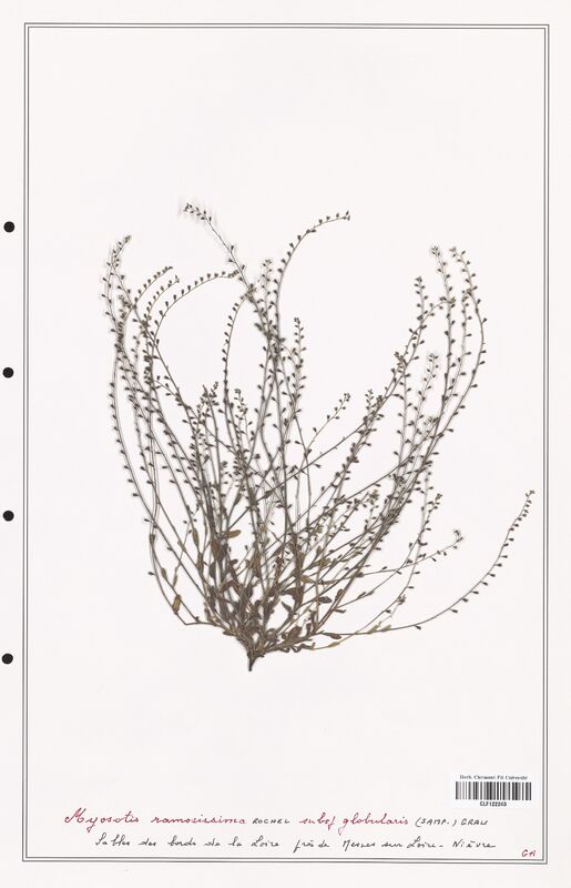 Myosotis ramosissima  (Boraginaceae)