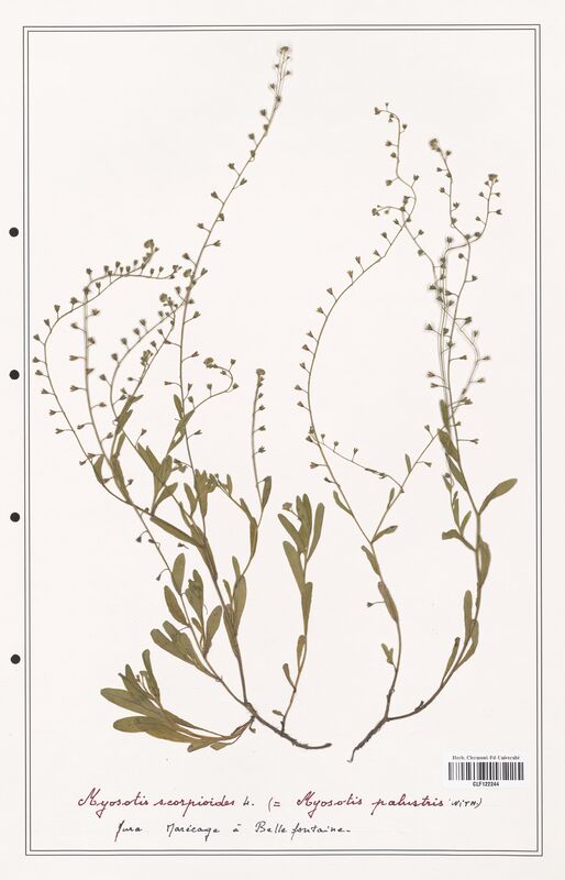 Myosotis scorpioides  (Boraginaceae)