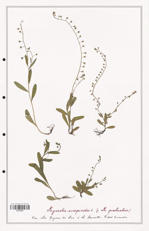 Myosotis scorpioides  (Boraginaceae)