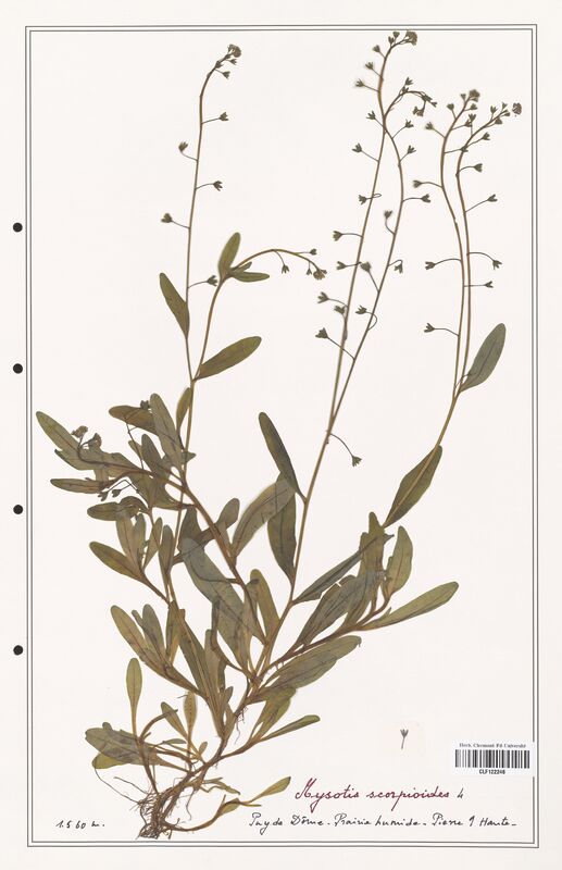 Myosotis scorpioides  (Boraginaceae)