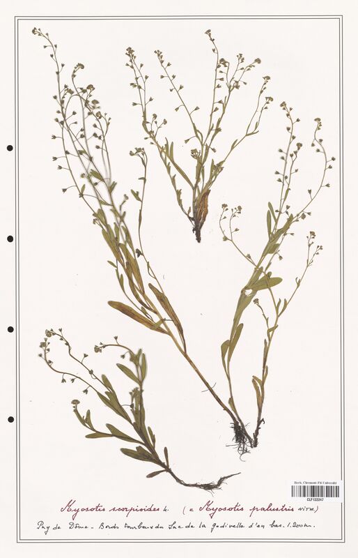 Myosotis scorpioides  (Boraginaceae)