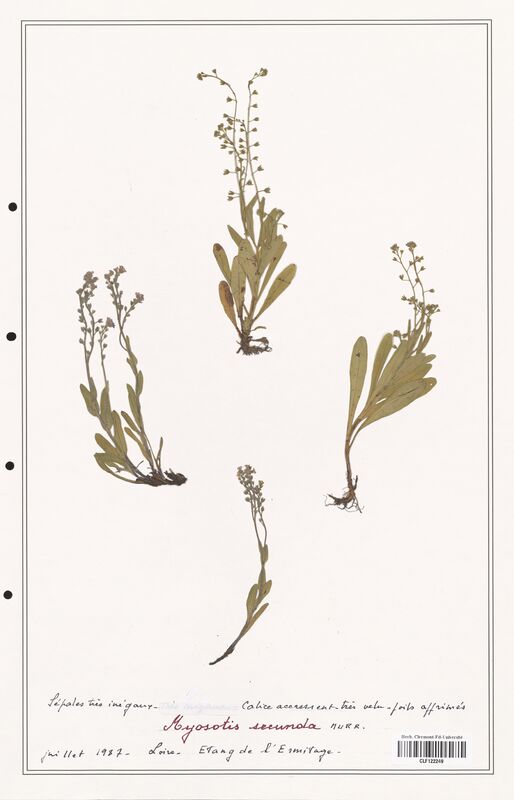 Myosotis secunda  (Boraginaceae)