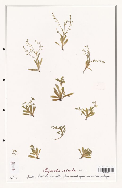 Myosotis sicula  (Boraginaceae)