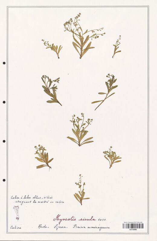 Myosotis sicula  (Boraginaceae)