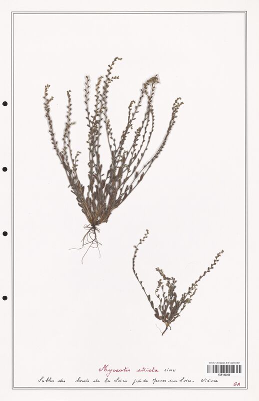 Myosotis stricta  (Boraginaceae)