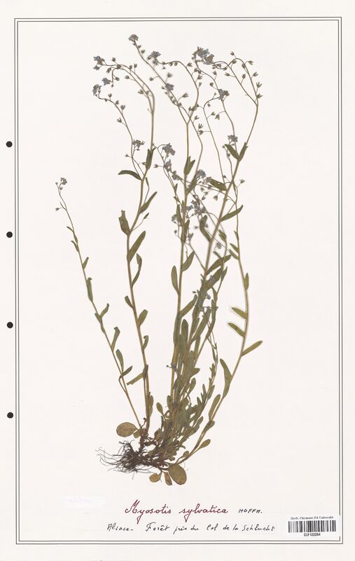 Myosotis sylvatica  (Boraginaceae)