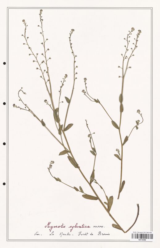 Myosotis sylvatica  (Boraginaceae)