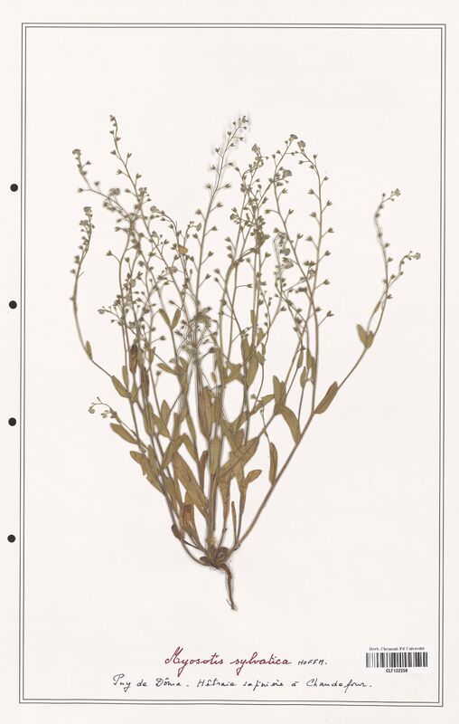 Myosotis sylvatica  (Boraginaceae)