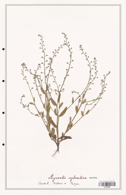 Myosotis sylvatica  (Boraginaceae)