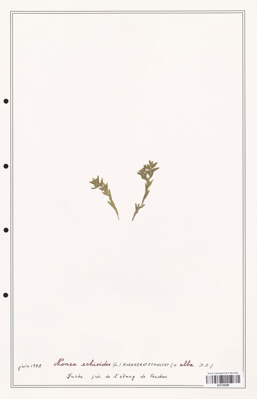 Nonea echioides  (Boraginaceae)