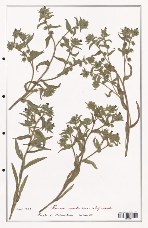 Nonea erecta  (Boraginaceae)