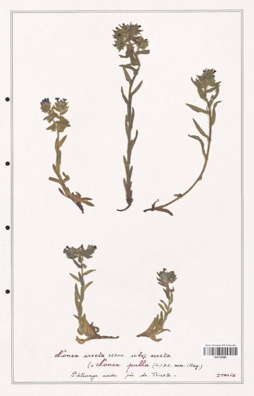 Nonea erecta  (Boraginaceae)