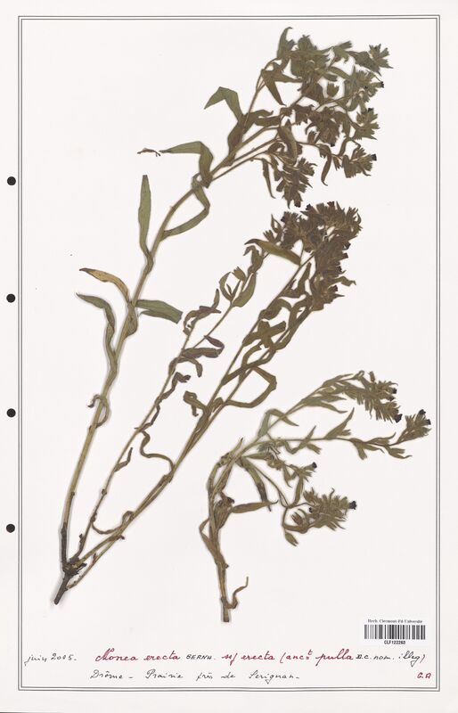 Nonea erecta  (Boraginaceae)