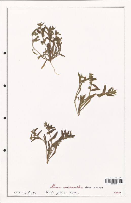 Nonea micrantha  (Boraginaceae)