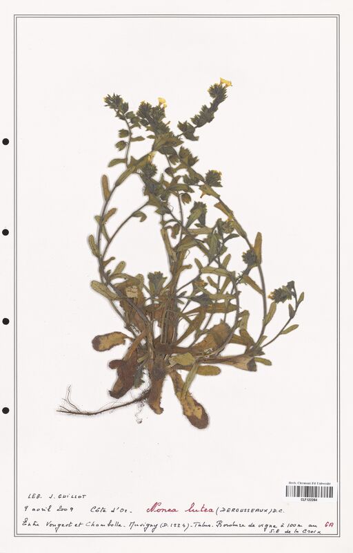 Nonea lutea  (Boraginaceae)