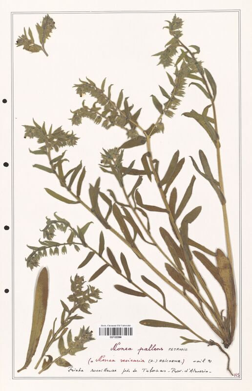 Nonea pallens  (Boraginaceae)