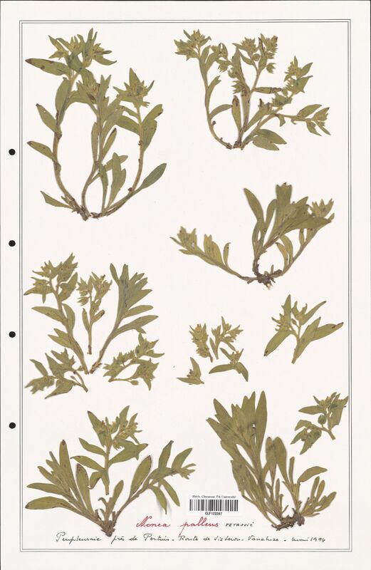 Nonea pallens  (Boraginaceae)