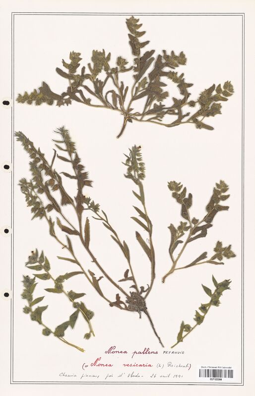 Nonea pallens  (Boraginaceae)