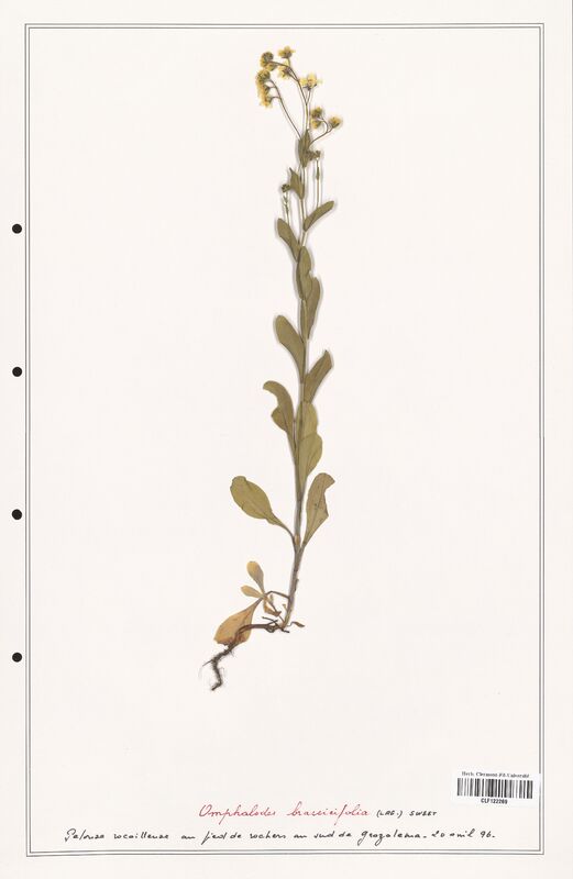 Omphalodes brassicifolia  (Boraginaceae)