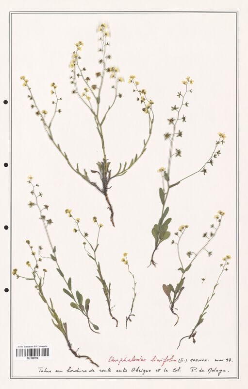 Omphalodes linifolia  (Boraginaceae)