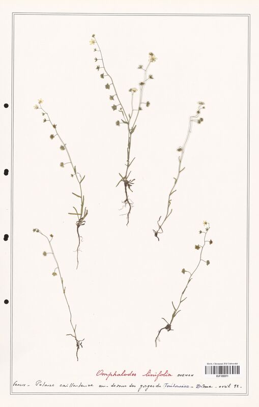 Omphalodes linifolia  (Boraginaceae)