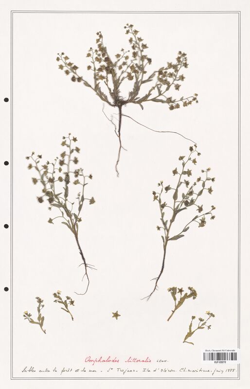 Omphalodes littoralis  (Boraginaceae)